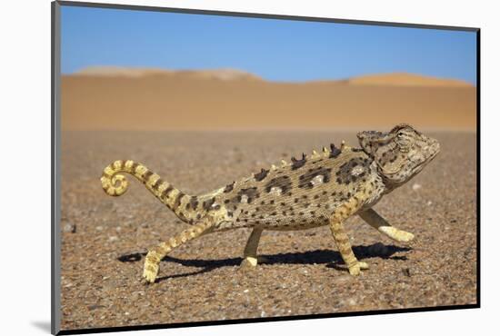 Namaqua Chameleon (Chamaeleo Namaquensis), Namib Desert, Namibia, April-Ann & Steve Toon-Mounted Photographic Print