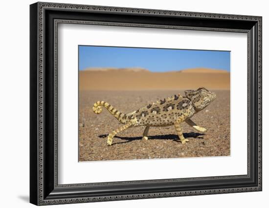 Namaqua Chameleon (Chamaeleo Namaquensis), Namib Desert, Namibia, April-Ann & Steve Toon-Framed Photographic Print