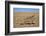 Namaqua Chameleon (Chamaeleo Namaquensis), Namib Desert, Namibia, April-Ann & Steve Toon-Framed Photographic Print