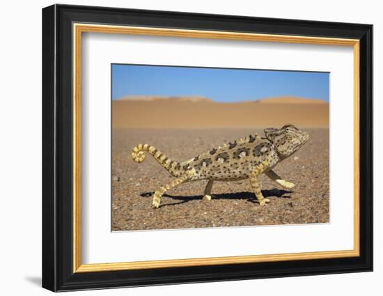 Namaqua Chameleon (Chamaeleo Namaquensis), Namib Desert, Namibia, April-Ann & Steve Toon-Framed Photographic Print