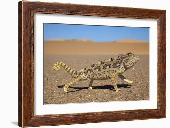 Namaqua Chameleon (Chamaeleo Namaquensis), Namib Desert, Namibia, April-Ann & Steve Toon-Framed Photographic Print