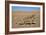 Namaqua Chameleon (Chamaeleo Namaquensis), Namib Desert, Namibia, April-Ann & Steve Toon-Framed Photographic Print