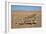 Namaqua Chameleon (Chamaeleo Namaquensis), Namib Desert, Namibia, April-Ann & Steve Toon-Framed Photographic Print