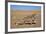 Namaqua Chameleon (Chamaeleo Namaquensis), Namib Desert, Namibia, April-Ann & Steve Toon-Framed Photographic Print