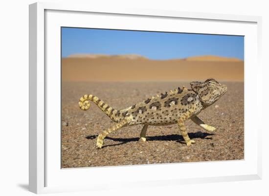 Namaqua Chameleon (Chamaeleo Namaquensis), Namib Desert, Namibia, April-Ann & Steve Toon-Framed Photographic Print