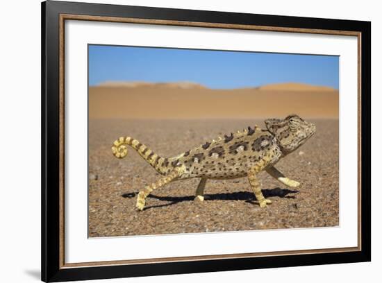 Namaqua Chameleon (Chamaeleo Namaquensis), Namib Desert, Namibia, April-Ann & Steve Toon-Framed Photographic Print