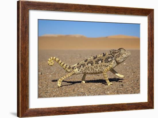 Namaqua Chameleon (Chamaeleo Namaquensis), Namib Desert, Namibia, April-Ann & Steve Toon-Framed Photographic Print