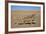 Namaqua Chameleon (Chamaeleo Namaquensis), Namib Desert, Namibia, April-Ann & Steve Toon-Framed Photographic Print