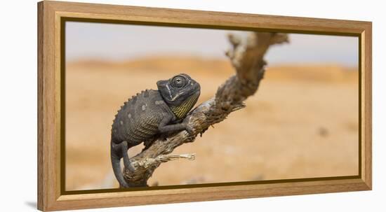 Namaqua Chameleon (Chamaeleo Namaquensis), Namib Desert, Swakopmund, Namibia-Wim van den Heever-Framed Premier Image Canvas