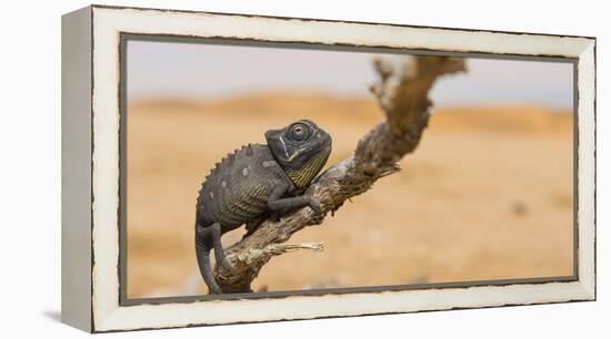 Namaqua Chameleon (Chamaeleo Namaquensis), Namib Desert, Swakopmund, Namibia-Wim van den Heever-Framed Premier Image Canvas