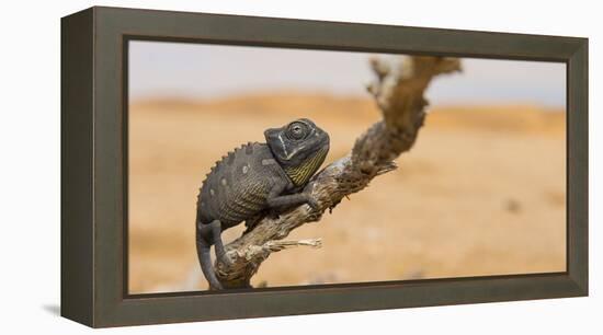 Namaqua Chameleon (Chamaeleo Namaquensis), Namib Desert, Swakopmund, Namibia-Wim van den Heever-Framed Premier Image Canvas