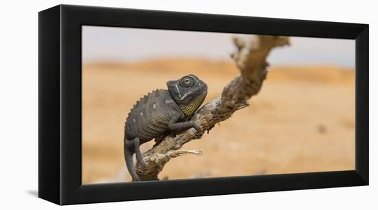 Namaqua Chameleon (Chamaeleo Namaquensis), Namib Desert, Swakopmund, Namibia-Wim van den Heever-Framed Premier Image Canvas