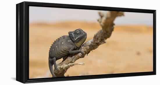 Namaqua Chameleon (Chamaeleo Namaquensis), Namib Desert, Swakopmund, Namibia-Wim van den Heever-Framed Premier Image Canvas