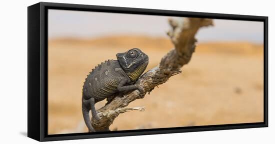 Namaqua Chameleon (Chamaeleo Namaquensis), Namib Desert, Swakopmund, Namibia-Wim van den Heever-Framed Premier Image Canvas