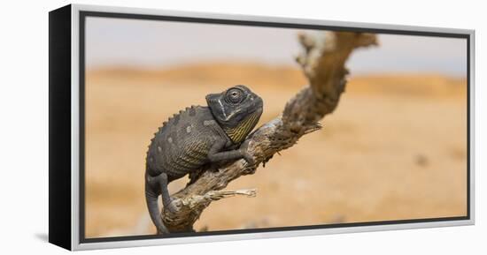 Namaqua Chameleon (Chamaeleo Namaquensis), Namib Desert, Swakopmund, Namibia-Wim van den Heever-Framed Premier Image Canvas