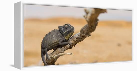 Namaqua Chameleon (Chamaeleo Namaquensis), Namib Desert, Swakopmund, Namibia-Wim van den Heever-Framed Premier Image Canvas