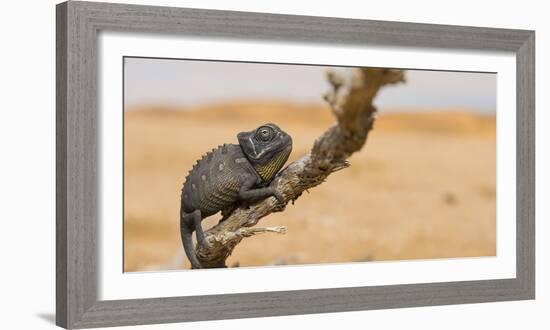 Namaqua Chameleon (Chamaeleo Namaquensis), Namib Desert, Swakopmund, Namibia-Wim van den Heever-Framed Photographic Print