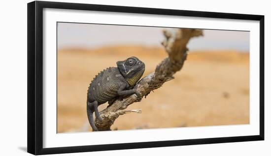 Namaqua Chameleon (Chamaeleo Namaquensis), Namib Desert, Swakopmund, Namibia-Wim van den Heever-Framed Photographic Print