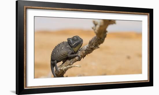 Namaqua Chameleon (Chamaeleo Namaquensis), Namib Desert, Swakopmund, Namibia-Wim van den Heever-Framed Photographic Print