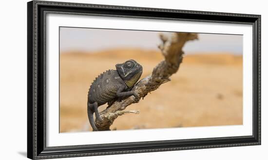 Namaqua Chameleon (Chamaeleo Namaquensis), Namib Desert, Swakopmund, Namibia-Wim van den Heever-Framed Photographic Print