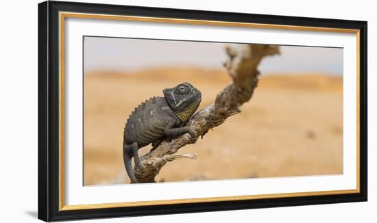 Namaqua Chameleon (Chamaeleo Namaquensis), Namib Desert, Swakopmund, Namibia-Wim van den Heever-Framed Photographic Print