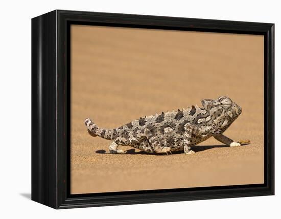 Namaqua Chameleon (Chamaeleo Namaquensis) Walks on Reddish Sand Dune, Namib Desert, Namibia, Africa-Kim Walker-Framed Premier Image Canvas