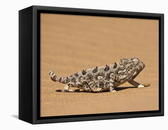 Namaqua Chameleon (Chamaeleo Namaquensis) Walks on Reddish Sand Dune, Namib Desert, Namibia, Africa-Kim Walker-Framed Premier Image Canvas