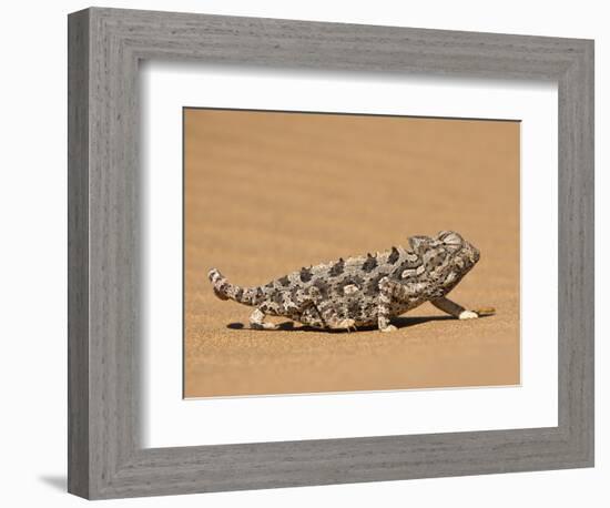 Namaqua Chameleon (Chamaeleo Namaquensis) Walks on Reddish Sand Dune, Namib Desert, Namibia, Africa-Kim Walker-Framed Photographic Print