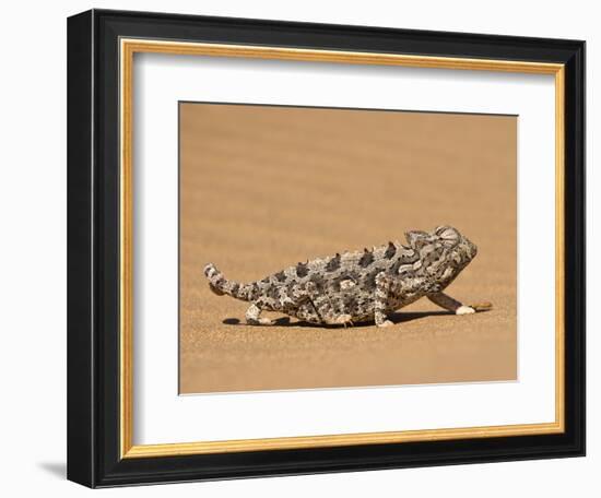 Namaqua Chameleon (Chamaeleo Namaquensis) Walks on Reddish Sand Dune, Namib Desert, Namibia, Africa-Kim Walker-Framed Photographic Print