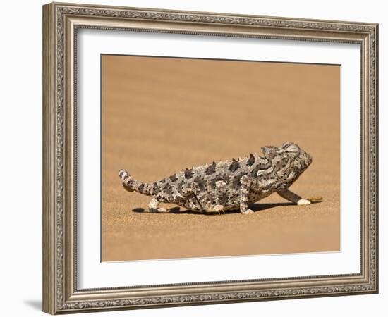 Namaqua Chameleon (Chamaeleo Namaquensis) Walks on Reddish Sand Dune, Namib Desert, Namibia, Africa-Kim Walker-Framed Photographic Print