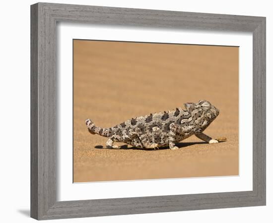 Namaqua Chameleon (Chamaeleo Namaquensis) Walks on Reddish Sand Dune, Namib Desert, Namibia, Africa-Kim Walker-Framed Photographic Print