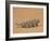 Namaqua Chameleon (Chamaeleo Namaquensis) Walks on Reddish Sand Dune, Namib Desert, Namibia, Africa-Kim Walker-Framed Photographic Print