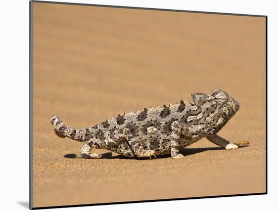 Namaqua Chameleon (Chamaeleo Namaquensis) Walks on Reddish Sand Dune, Namib Desert, Namibia, Africa-Kim Walker-Mounted Photographic Print