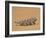 Namaqua Chameleon (Chamaeleo Namaquensis) Walks on Reddish Sand Dune, Namib Desert, Namibia, Africa-Kim Walker-Framed Photographic Print