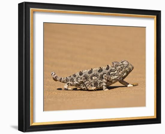 Namaqua Chameleon (Chamaeleo Namaquensis) Walks on Reddish Sand Dune, Namib Desert, Namibia, Africa-Kim Walker-Framed Photographic Print