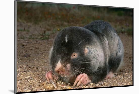 Namaqua Dune Molerat (Bathyergus Janetta) Feeding, Captive, Namaqualand, South Africa-Pete Oxford-Mounted Photographic Print