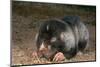 Namaqua Dune Molerat (Bathyergus Janetta) Feeding, Captive, Namaqualand, South Africa-Pete Oxford-Mounted Photographic Print