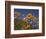 Namaqualand Daisies and Spring Wildflowers, Clanwilliam, South Africa-Steve & Ann Toon-Framed Photographic Print