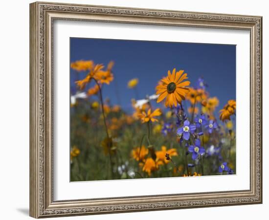 Namaqualand Daisies and Spring Wildflowers, Clanwilliam, South Africa-Steve & Ann Toon-Framed Photographic Print