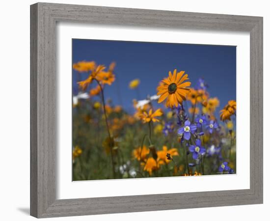 Namaqualand Daisies and Spring Wildflowers, Clanwilliam, South Africa-Steve & Ann Toon-Framed Photographic Print