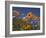 Namaqualand Daisies and Spring Wildflowers, Clanwilliam, South Africa-Steve & Ann Toon-Framed Photographic Print