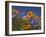 Namaqualand Daisies and Spring Wildflowers, Clanwilliam, South Africa-Steve & Ann Toon-Framed Photographic Print