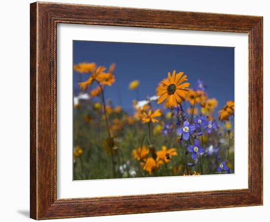 Namaqualand Daisies and Spring Wildflowers, Clanwilliam, South Africa-Steve & Ann Toon-Framed Photographic Print