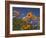 Namaqualand Daisies and Spring Wildflowers, Clanwilliam, South Africa-Steve & Ann Toon-Framed Photographic Print