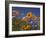 Namaqualand Daisies and Spring Wildflowers, Clanwilliam, South Africa-Steve & Ann Toon-Framed Photographic Print