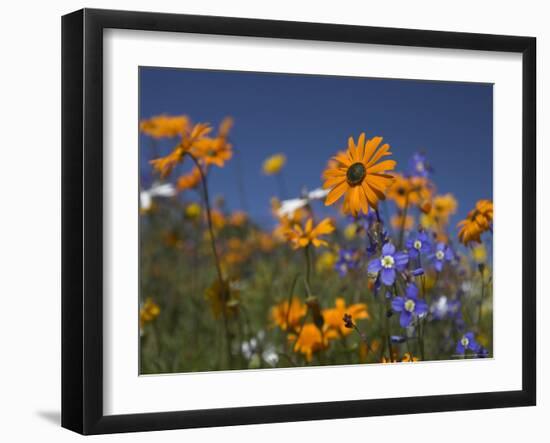 Namaqualand Daisies and Spring Wildflowers, Clanwilliam, South Africa-Steve & Ann Toon-Framed Photographic Print