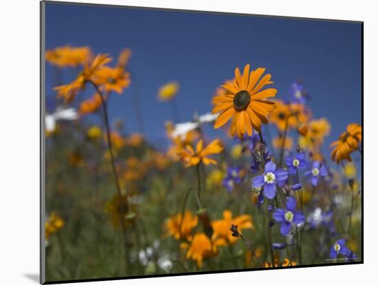 Namaqualand Daisies and Spring Wildflowers, Clanwilliam, South Africa-Steve & Ann Toon-Mounted Photographic Print