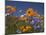 Namaqualand Daisies and Spring Wildflowers, Clanwilliam, South Africa-Steve & Ann Toon-Mounted Photographic Print