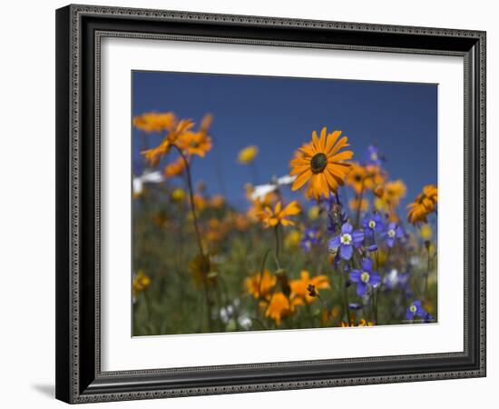 Namaqualand Daisies and Spring Wildflowers, Clanwilliam, South Africa-Steve & Ann Toon-Framed Photographic Print