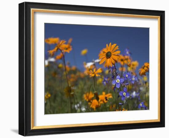 Namaqualand Daisies and Spring Wildflowers, Clanwilliam, South Africa-Steve & Ann Toon-Framed Photographic Print